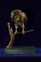 鳳頭蒼鷹藏品圖，第4張